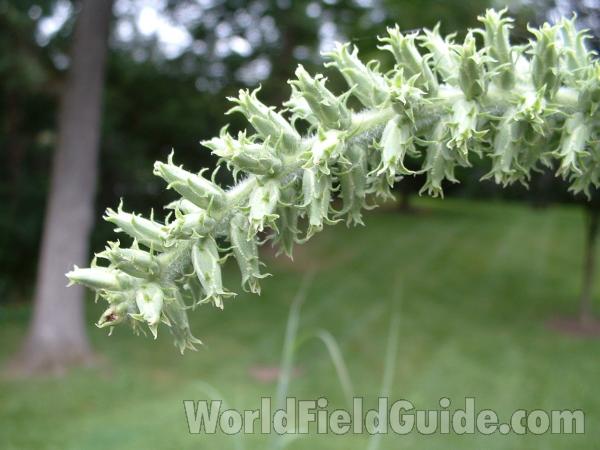 Prebloom<br>(Location of Picture: Morgan Trail Transplant, Illinois,)