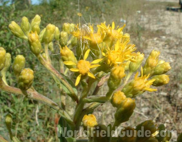 Flowers<br>(Location of Picture: Rr Tracks Long Lake, Illinois, USA)