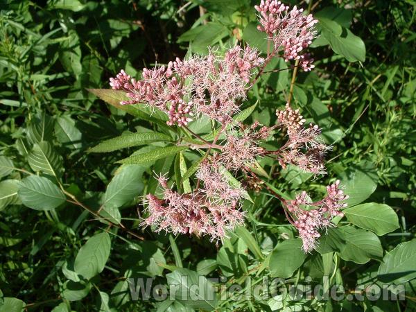 Flowers, Leaves, and Stem
