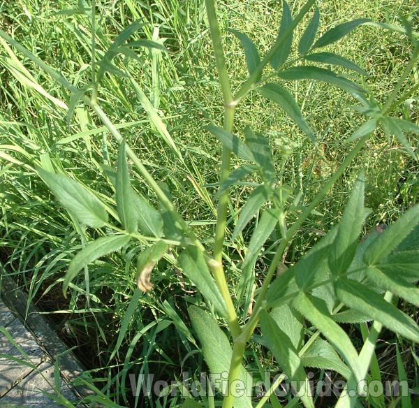 Flowers<br>(Location of Picture: Volo State Park, Illinois, USA)