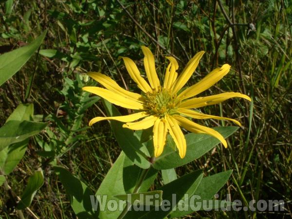 Flower Front and Paired Leaves<br>(Location of Picture: Volo Park, Illinois, USA)