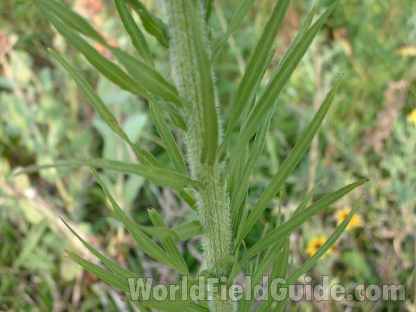 Stem and Leaves<br>(Location of Picture: Morraine Hills Park Entrance, Il)