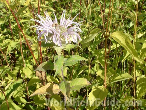Habitat<br>(Location of Picture: Volo Park, Il, USA, Aug 14, '04)