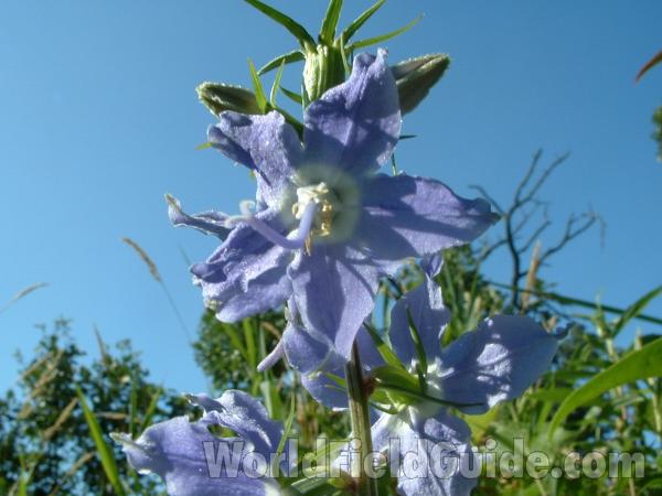 Flower<br>(Location of Picture: Glacier Park, Il, USA, Aug 6, 04)