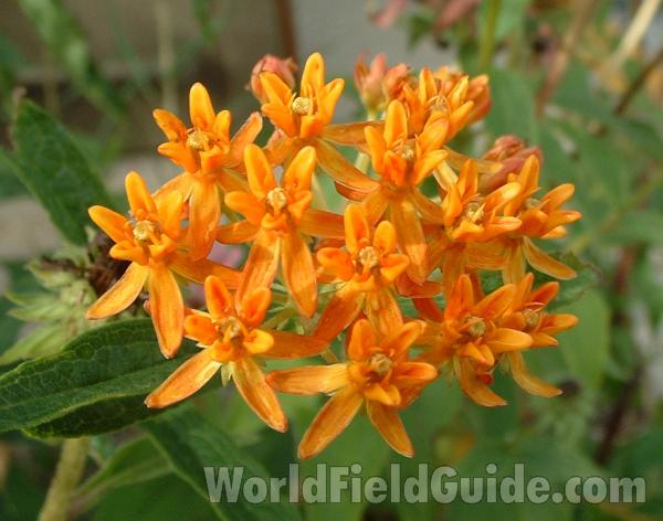 Flowers Top View<br>(Location of Picture: Morraine Hills Display, Illinois)