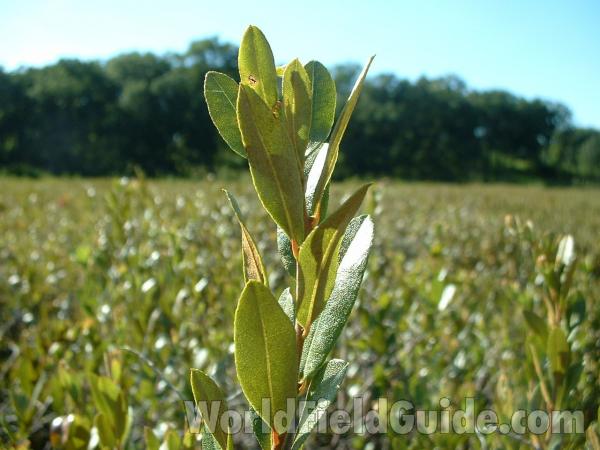 Leaves<br>(Location of Picture: Glacier Park, Illinois, Aug 6, 04)