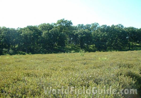 Habitat Showing Bog<br>(Location of Picture: Glacier Park, Illinois, USA)
