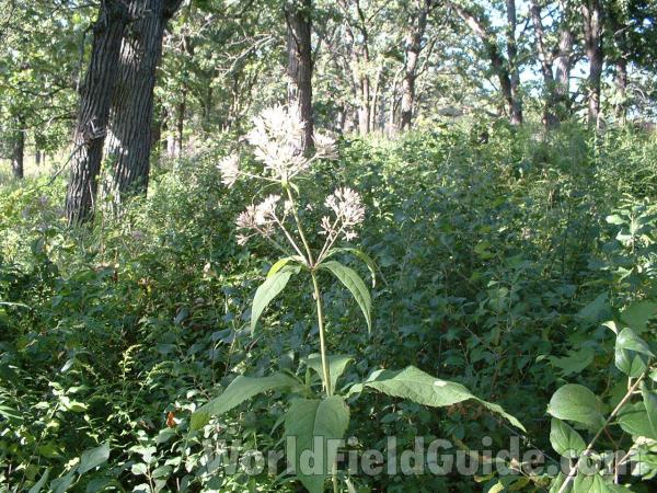 Habitat - One Plant in  Sun<br>(Location of Picture: Glacier State Park, Illinois)