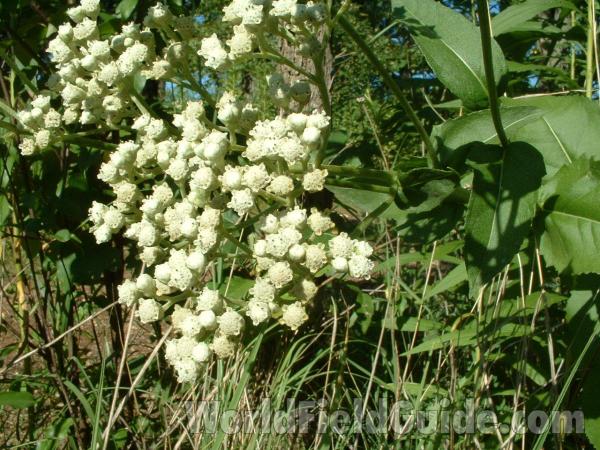 Top Of Plant<br>(Location of Picture: Glacier Park, August 2004)