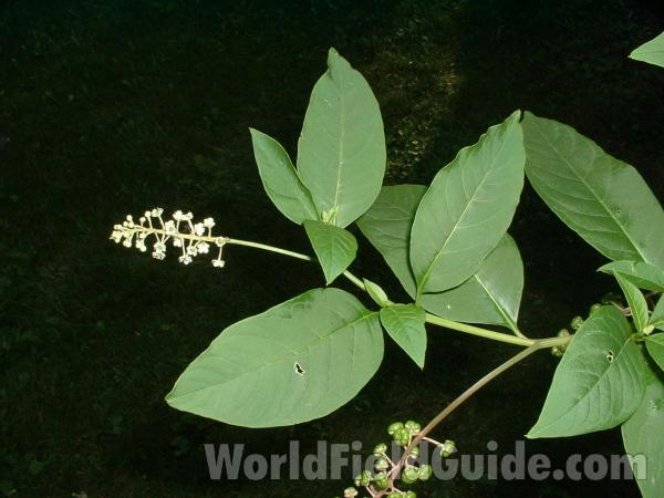 Leaves and Flower<br>(Location of Picture: Mchenry County, Illinois, USA)