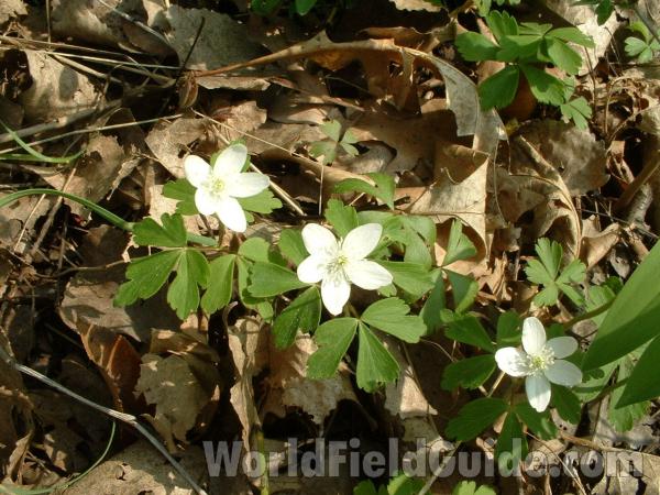 Habitat View<br>(Location of Picture: Grant Woods, Il, May 8, 04)