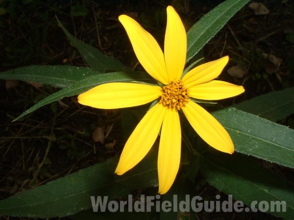 Flower<br>(Location of Picture: Grant Woods, Illinois, USA)