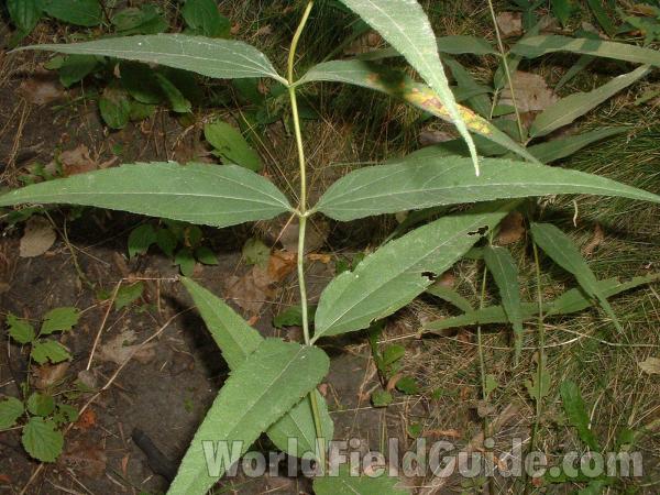 Stem and Leaves<br>(Location of Picture: Grant Woods, Aug 23, 2004)