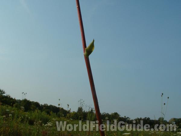 Naked Stem<br>(Location of Picture: Grant Woods, Aug 23, 204)