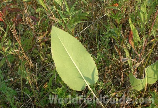 Leaf<br>(Location of Picture: Grant Woods, Aug 23, 2004)