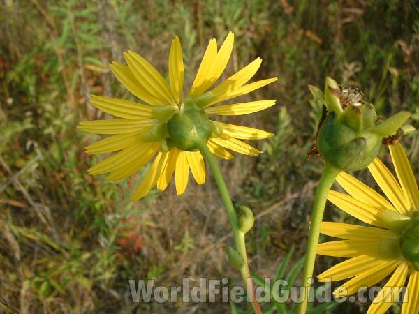 Flower Back View<br>(Location of Picture: Grant Woods, Aug 23, 2004)