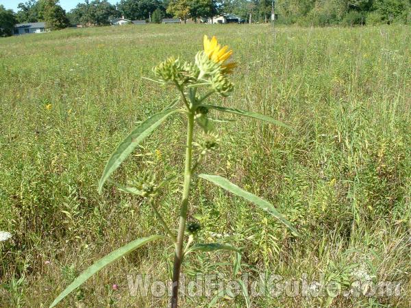 Top Of Plant in  Habitat<br>(Location of Picture: Grant Woods, Illinois, USA)