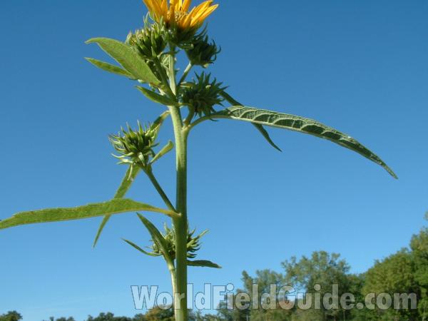 Top Of Plant<br>(Location of Picture: Grant Woods, Il USA, Aug 2004)