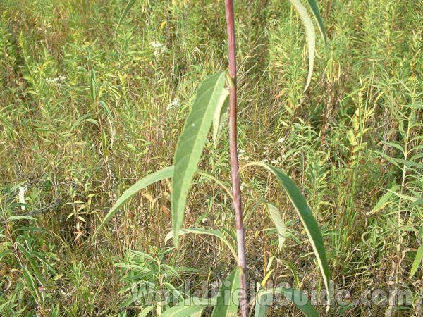Stem and Leaf<br>(Location of Picture: Grant Woods, Il, USA, Aug 23, '04)