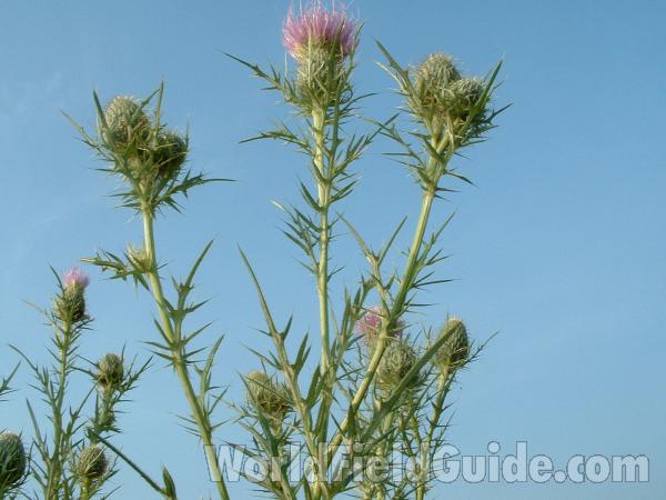 Top Of Plant<br>(Location of Picture: Grant Woods, August 23, 2004)