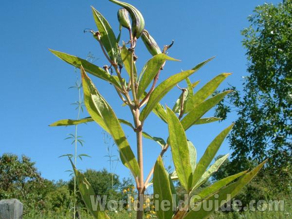 Pods, Leaves, and Stem<br>(Location of Picture: Grant Woods, Illinois, USA, Aug 21)