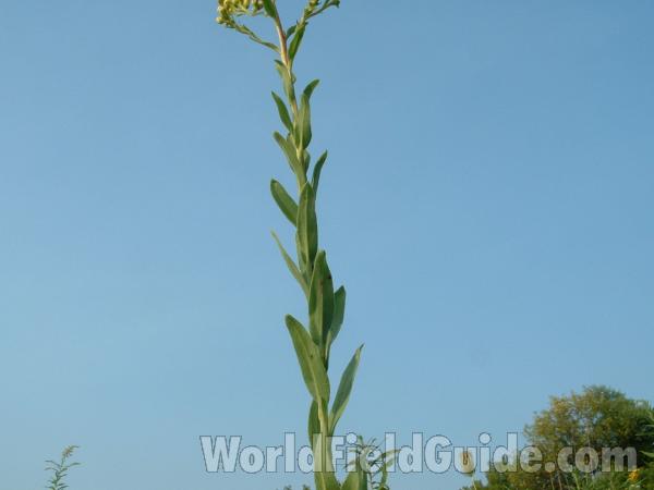 Upper Stem<br>(Location of Picture: Grant Woods, Il, Aug 23, 2004)