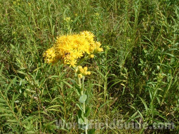 Habitat<br>(Location of Picture: Grant Woods, USA, Aug 21, 2004)