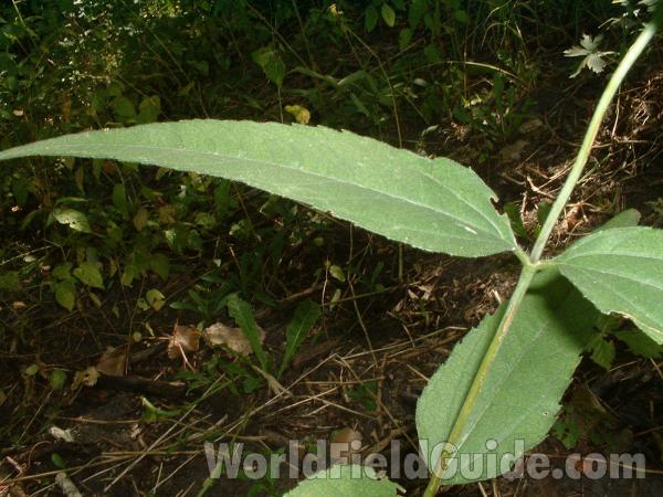 Leaf and Stem<br>(Location of Picture: Grant Woods, Aug 21, 2004)