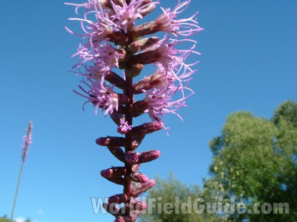Flowers - Close View<br>(Location of Picture: Grant Woods, Aug 21, 2004)