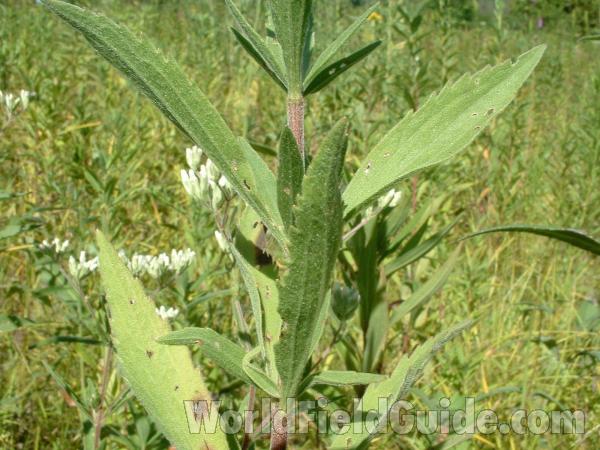Lvs and Stem<br>(Location of Picture: Grant Woods, Lake Co, Illinois, USA)