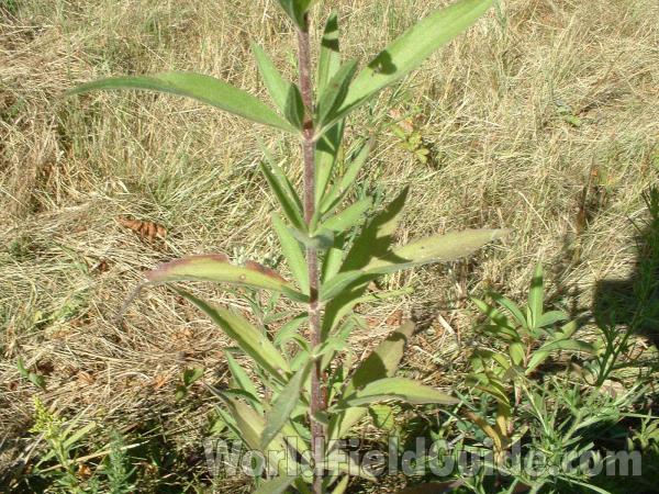 Lvs and Stem and Habitat<br>(Location of Picture: Grant Woods, August 21, 2004)