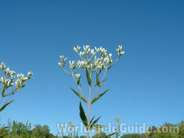 Top Of Plant<br>(Location of Picture: Grant Woods, August 21, 2004)