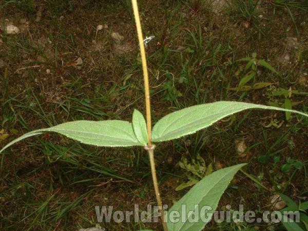 Leaves and Stem<br>(Location of Picture: Cuhlman Rd, Mchenry Co, Il USA)