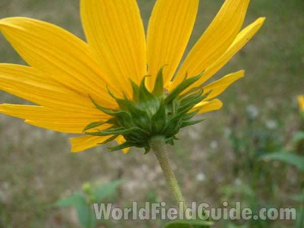 Flower Back<br>(Location of Picture: Cuhlman Rd, Mchenry Co, Il USA)