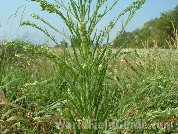 Middle Of Stem<br>(Location of Picture: Mchenry Co, Il, USA, Aug 4, 04)