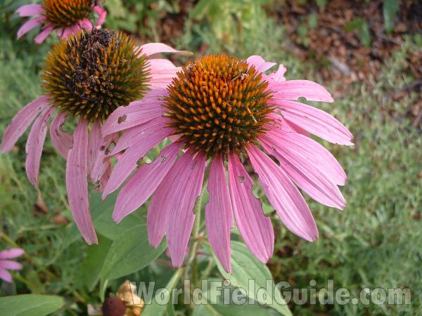 Flower<br>(Location of Picture: Entrance, Volo Park, Illinois, USA)