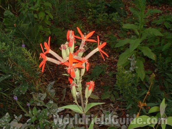 Flower - Side View<br>(Location of Picture: Volo Planting, Bog, Il, July 21)<br>(Location of Picture: Morraine Hills Park, Illinois, USA)