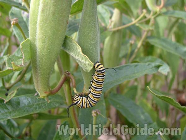 Larvae On Asclepias  tuberosa<br>(Location of Picture: Morraine Hills, Illinois, USA)