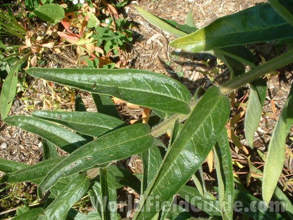 Leaves<br>(Location of Picture: Volo Park Entrance, Illinois, USA)