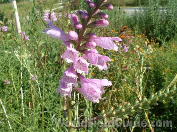 Flowers - Front View<br>(Location of Picture: Entrance Volo Park, Il, USA)