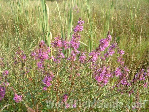 Top Of Plant<br>(Location of Picture: Morraine Hills, Il, Aug 8, 2004)