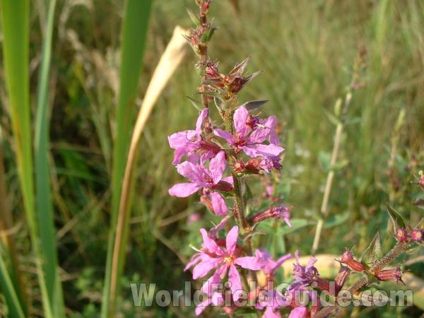 Flowers<br>(Location of Picture: Morraine Hills, Il, Aug 8, 2004)