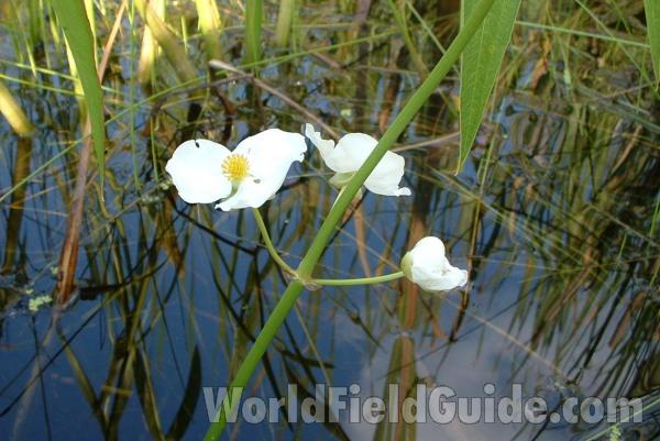 Flower<br>(Location of Picture: Morraine Hills Park, Illinois, USA)