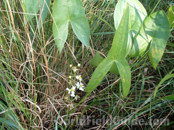 Habitat Showing Variable Leaf<br>(Location of Picture: Morraine Hills, August 4, 2004)