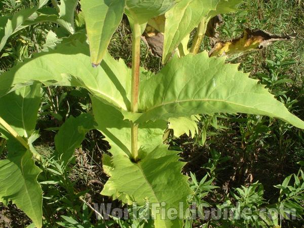 Lower Leaves<br>(Location of Picture: Grant Woods, August 29, 2004)