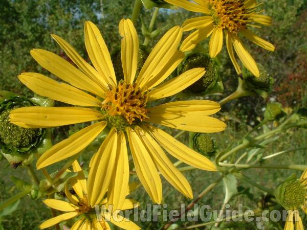 Flower<br>(Location of Picture: Grant Woods, Illinois, USA)