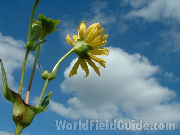 Top Of Plant<br>(Location of Picture: Grant Woods, Illinois, USA)