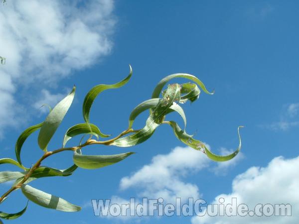 Leaves<br>(Location of Picture: Grant Woods, Illinois, USA, 2004)