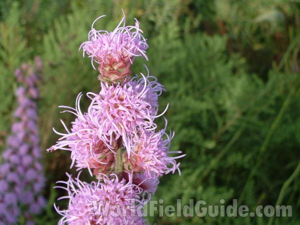 Flower - Side View<br>(Location of Picture: Landscape At Volo Park, Il, USA)