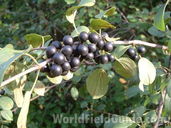 Fruits<br>(Location of Picture: Volo Park, Il,  usa, Aug 31, '04)